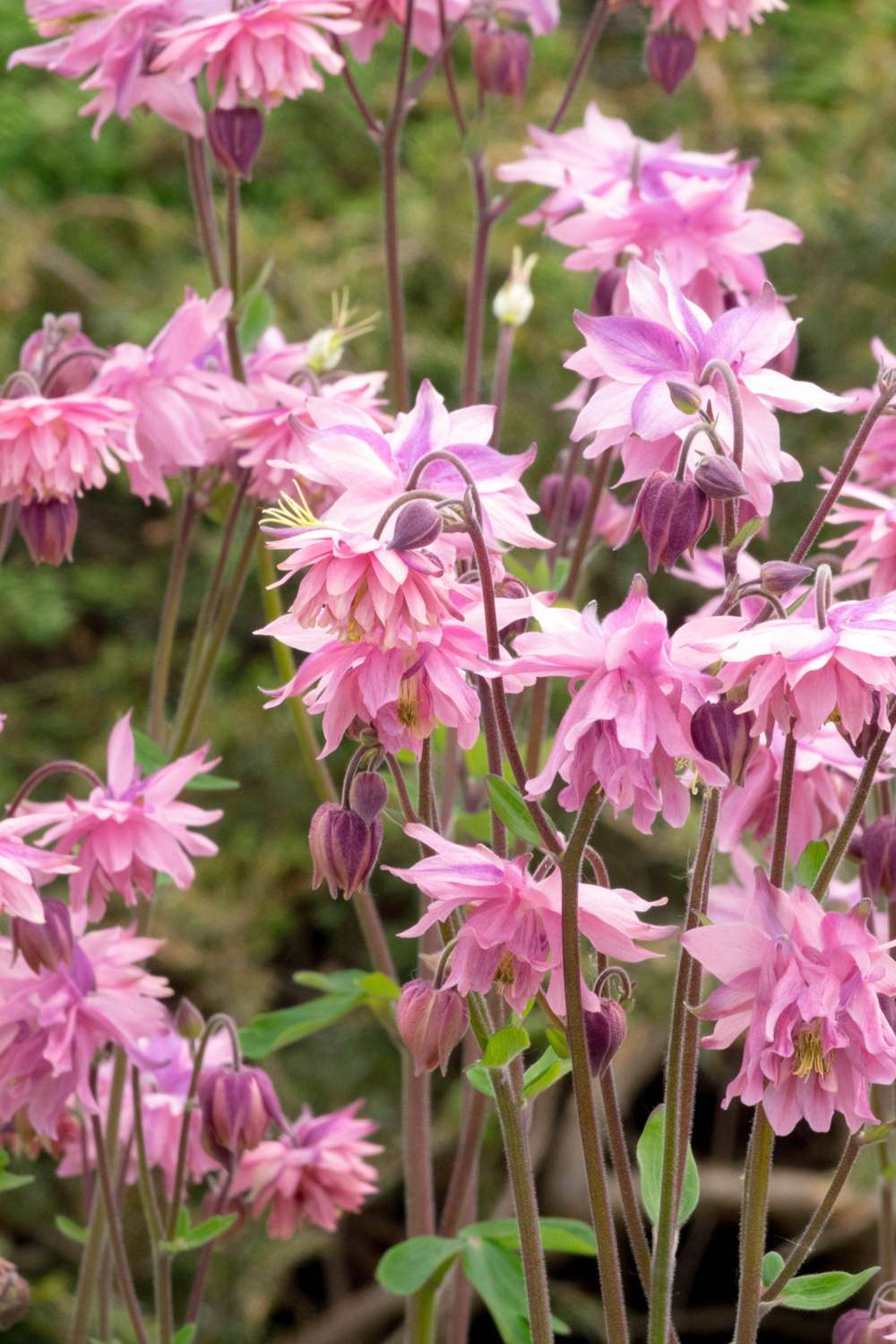 Akeleje 'Pink Barlow'